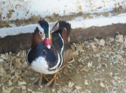 Canard Mandarin